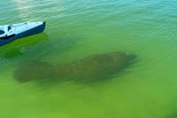 Elite Hobie Kayak Experience: Ultimate Premium Eco Adventure! 4