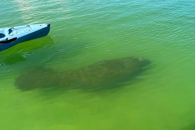Elite Hobie Kayak Experience: Ultimate Premium Eco Adventure! photo 4