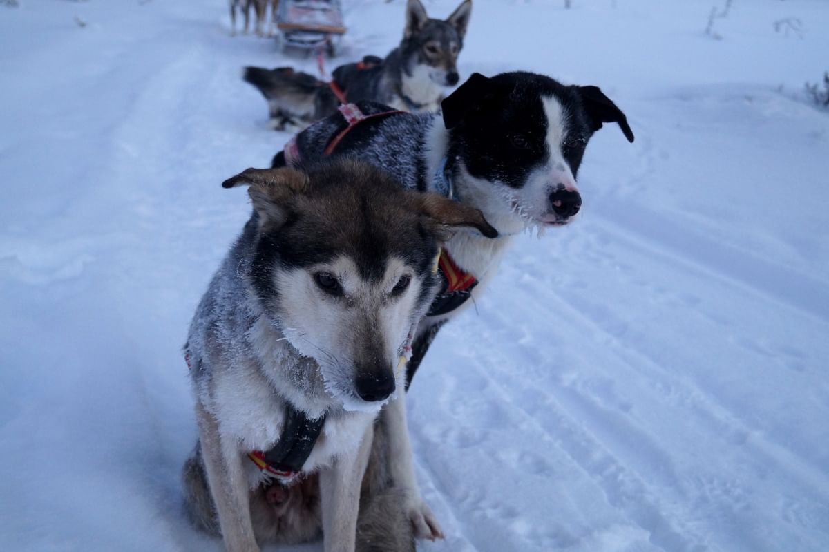a short break on a husky safari