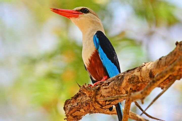 Explore Primates: 10 Days Safari Tour in Uganda