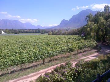 Stellenbosch Countryside