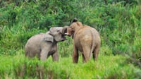 Watching wild elephants in Kuiburi National Park - a unique opportunity with a private guide 2