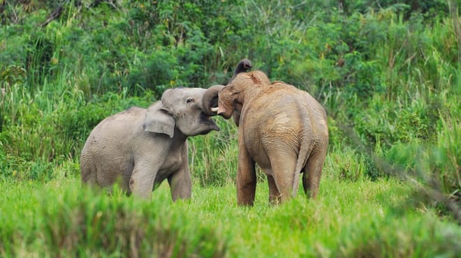 Watching wild elephants in Kuiburi National Park - a unique opportunity with a private guide photo 2