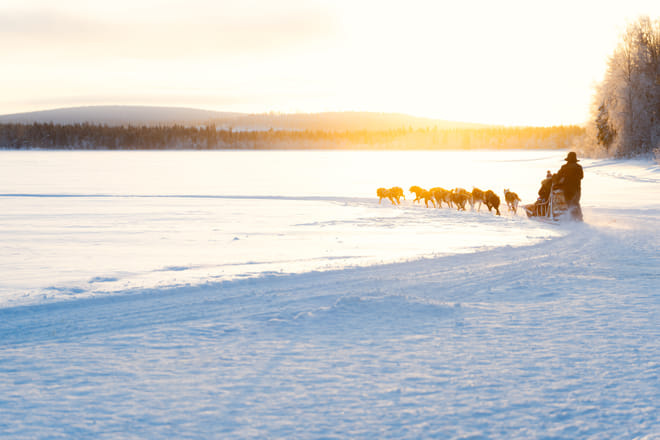 Rovaniemi: Insider Husky Sleigh Ride Adventure