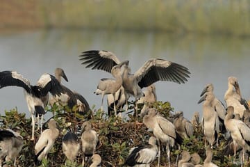 Chennai to Pulicat Bird Sanctuary Day Tour with Boat Ride