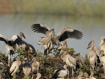 Chennai to Pulicat Bird Sanctuary Day Tour with Boat Ride