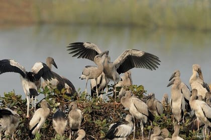 Birds & Beyond: Chennai to Pulicat Bird Sanctuary Day Tour