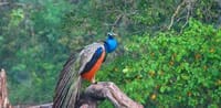 Wilpattu Safari Experience 2