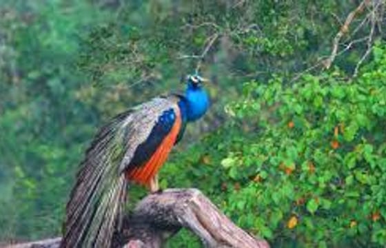 Wilpattu Safari Experience