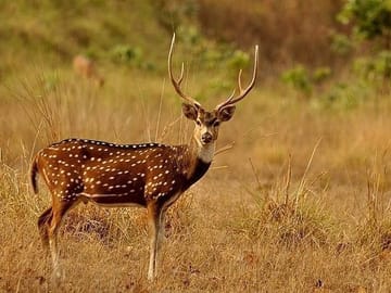 Cultural and Wildlife Tour of Kathmandu, Pokhara, and Chitwan
