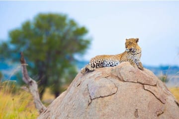 Private 8-Day Kenya and Tanzania Camping Safari from Nairobi