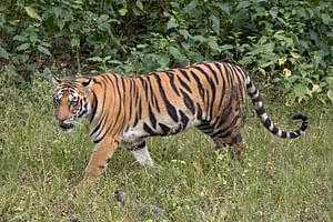 Wildlife Wonders of Central India: Tigers & Untamed Landscapes