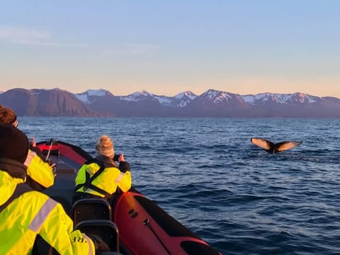 Húsavík: Midnight-Sun Whale Watching, photo 5
