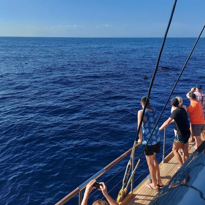 Whale Watching Catamaran in Costa Adeje 7