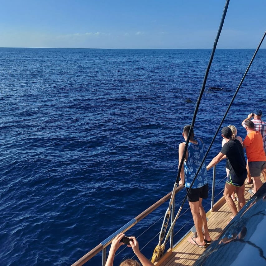 Whale Watching Catamaran in Costa Adeje 7