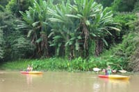 banana leaves