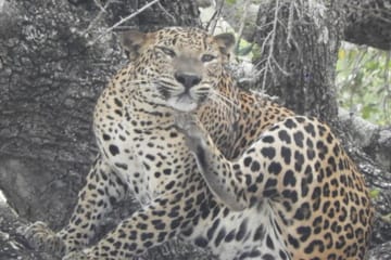 Full Day Leopard Safari in Yala National Park, Sri Lanka