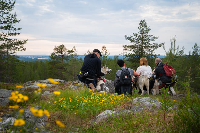 Midnight Sun Husky hiking, Husky Park, Siberian Husky, Rovaniemi Lapland