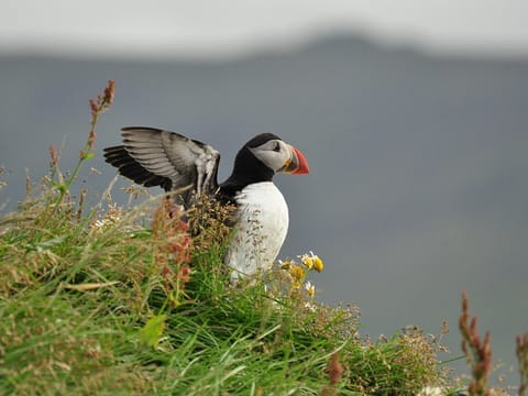 Puffins and Pirates ATV Tour, photo 4