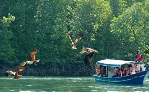 Sharing Half Day Kilim Geoforest Park Mangrove Boat Tour