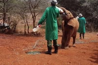 Best Day Tour Giraffe Center, Elephant Orphanage and Kobe Beads  8