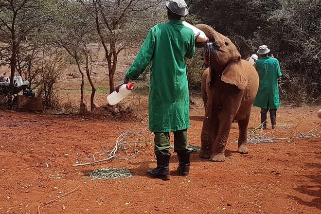 Best Day Tour Giraffe Center, Elephant Orphanage and Kobe Beads  8
