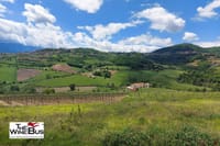 Greco di Tufo vineyards