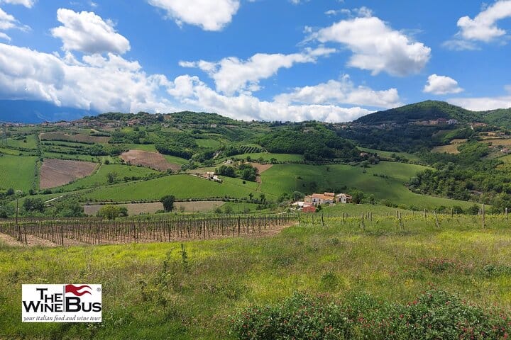 Greco di Tufo vineyards