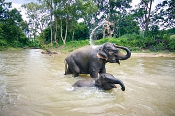 From Phuket to Khao Lak Elephant Sanctuary Half-Day Tour with Lunch
