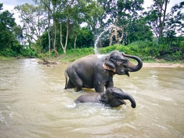 From Phuket to Khao Lak Elephant Sanctuary Half-Day Tour with Lunch