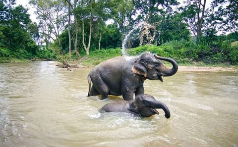 From Phuket to Khao Lak Elephant Sanctuary Half-Day Tour with Lunch