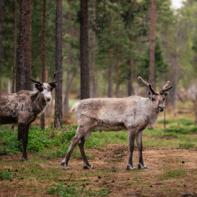 Visit a Real Reindeer Farm - Image 5