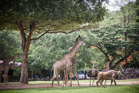 Giraffe Encounter, Nairobi Museum & Artisan Beads Tour in Nairobi