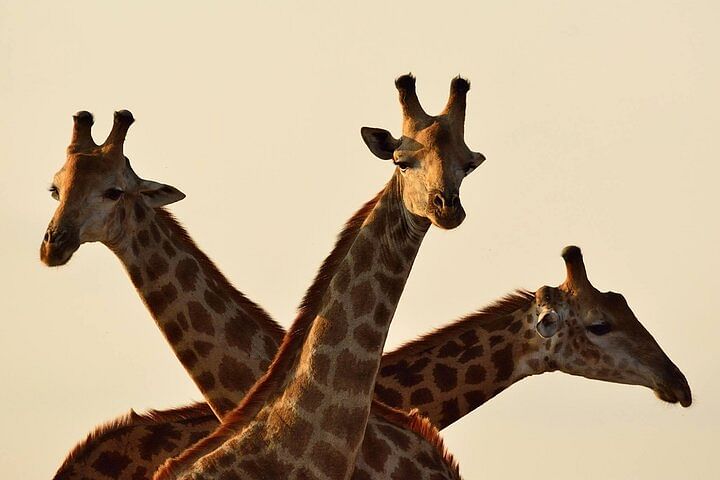 Giraffe Center & David Sheldrick Elephant Trust Tour in Nairobi