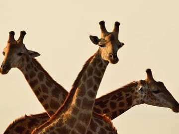 Giraffe Center and David Sheldrick Trust Day Tour in Nairobi