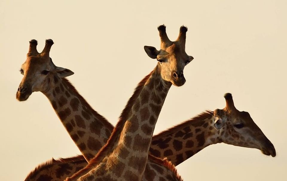 Giraffe Center and David Sheldrick Trust Day Tour in Nairobi