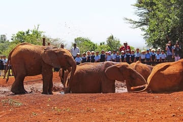 Giraffe Center & Elephant Orphanage Guided Day Tour From Nairobi