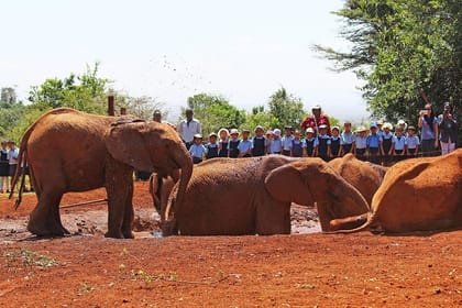 Giraffe Center & Elephant Orphanage Guided Day Tour From Nairobi