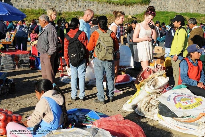 Animal market on saturday