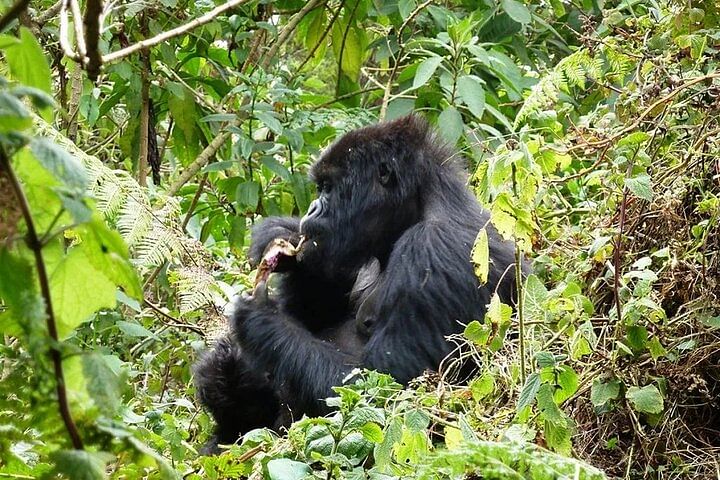 Wildlife & Gorilla Trekking Safari in Uganda: Explore Nature's Wonders