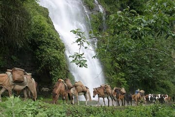 Jomolhari Trek and Mountain Festival Tour in Bhutan