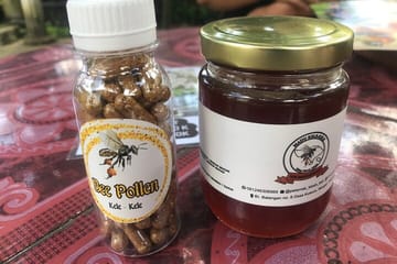 Stingless Bee Honey Farm and Beekeeping Tour