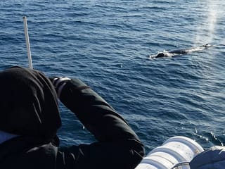 Whale & Marine Adventure Tour, photo 16