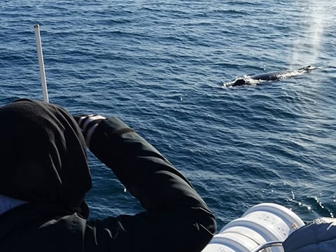 Whale Watching Cruise from Reykjavík, photo 18