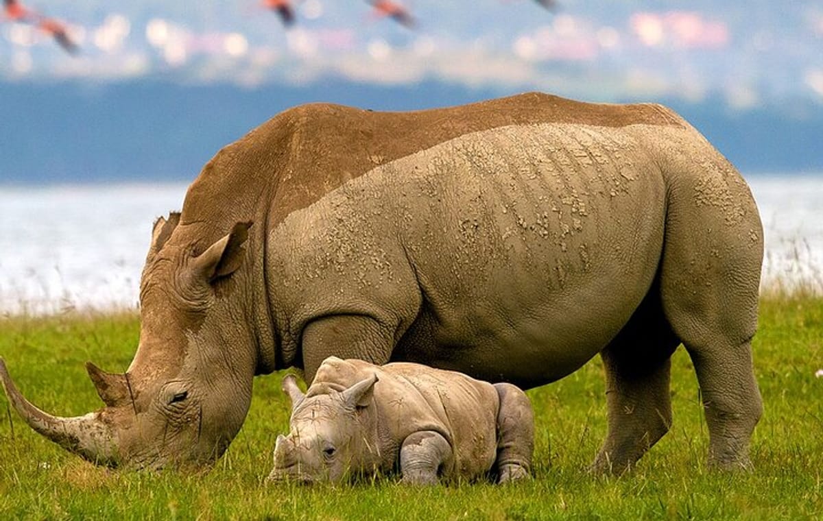 Lake Nakuru Day Trip from Nairobi