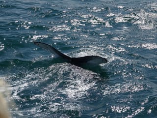 Whale Watching and Marine Life Tour in Faxafloi, photo 8