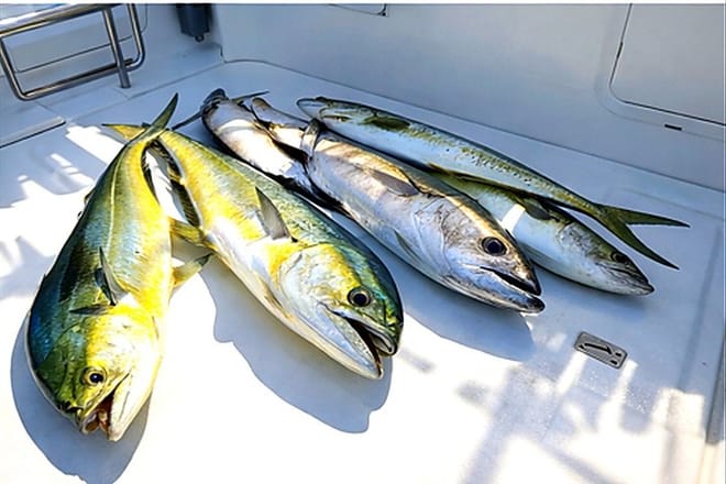 Cap Cana Deep Sea Fishing Charter 36ft Boat photo 4