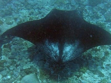 Manta bay