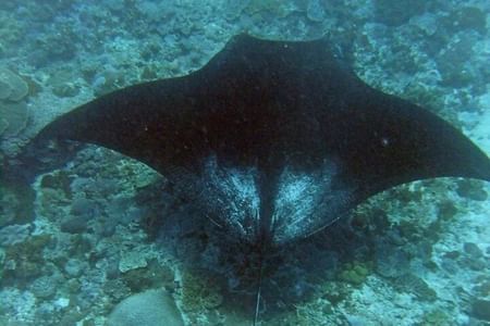 Nusa Penida Complate Tour