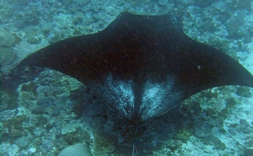 Nusa Penida Complete Day Tour with Scenic Highlights